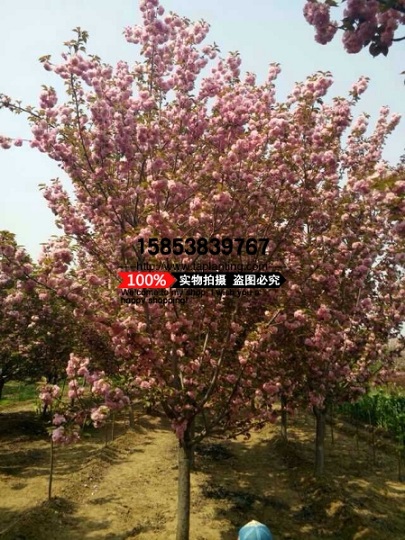 山东樱花_价格_信息_图片_报价_樱花树_樱花苗