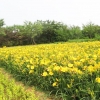 （金娃娃萱草种植基地）（金娃娃萱草基地）（金娃娃萱草报价）
