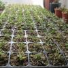 【茄子育苗基质】【潍坊蔬菜育苗基质】【黄瓜育苗基质】