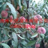 晚熟毛桃优选品种映霜红培育批发基地农村种植新项目
