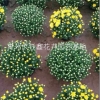 山东国庆菊《青州千头菊、潍坊金鸡菊》钰鑫