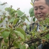 在哪能买到口碑好的广西山楂苗：广西山楂苗基地