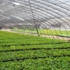 蔬菜温室大棚制造商_价位合理的蔬菜温室大棚建造