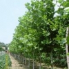 山东造型法桐批发、采购，就到奔月苗木基地，价格很公道！