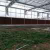 葡萄苗温室大棚建造【想吃葡萄的看过来】生态餐厅建造公司