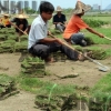 福建草皮、马尼拉草皮销售