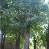 供应潍坊40公分皂角树 山东可信赖的皂角树生产基地