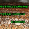 口碑好的蜈蚣养殖供应商就在南京：优惠的蜈蚣养殖