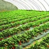 山东草莓大棚批发商 草莓温室大棚行情