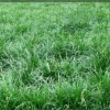 【蛮拼的】潍坊麦冬草价格【低价来袭】山东麦冬草种植基地