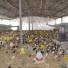 想要吃肉质鲜嫩的鸡肉选信誉禽业，菏泽专业柴鸡苗养殖场低价批发
