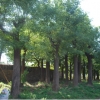 潍坊40公分国槐代理——知名的国槐提供商，当属绿化大树基地