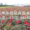 山东红帽月季供应商！山东红帽月季经纪人！山东红帽月季种植地！