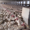 卖山东肉鸡料线、水线料线，到鸡舍水线厂家阳光温控