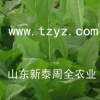 求购牧草种子 选山东新泰周全农业 专业16年品质保障