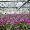 花卉大棚膜||花卉大棚膜厂家||花卉专用大棚膜