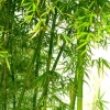 买绿化竹子就选桂竹！桂竹！桂竹！重要的事情说三遍！