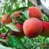 【10086个赞】！金秋红蜜桃苗供应商||批发商||种植基地