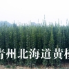 青州北海道黄杨基地供应