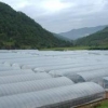 河南消雾膜厂家|河南流滴膜价格|浙江流滴膜-鲁光塑料制品