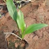 【优质玉簪】【玉簪种植基地】【青州玉簪报价】