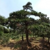 热点：泰山景观松树美化对园林绿化起到什么作用