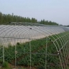 【农用大棚膜】温室大棚膜批发  温室大棚膜价格