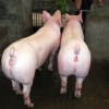 临沂种猪供应||济南二元仔猪||大白种猪养殖基地