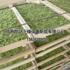 山东菊花烘干箱供应 亳州菊花烘干房 德州菊花烘干房 凯达