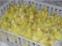 皖西白鹅苗_狮头鹅苗_华阳禽业图1
