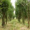 山东木瓜树种植基地哪里有？怎么样？森林苗木杠杠的！