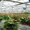 建温室大棚要多少钱？恒大温室蔬菜钢架大棚建造，奇实惠