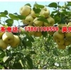 焦溪蜜梨上哪买比较实惠：梨批发