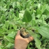 青州黑心菊 青州黑心菊价格 青州市万美花卉合作社