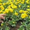 青州三色堇种植基地欢迎您 青州市万美花卉苗木全程服务