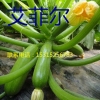 高产西葫芦种子_哪里能买到优质耐低温西葫芦种子