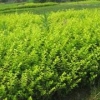 提供绿化苗木【扶芳藤批发】+【金叶女贞批发】+【樱花批发】