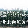 这么好的【北海道黄杨】供应、批发，怎么能不推荐【永信】