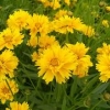 【所谓优质！】金鸡菊批发基地【金鸡菊供应商】金鸡菊种植基地