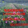 阿坝花木苗圃——供应四川销量好的杜鹃花