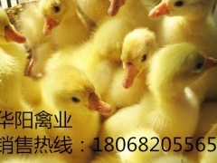 华阳禽业_鹅苗多少钱一只_鹅苗价格最新行情图1