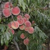 青州映霜红桃苗，三八红旗园艺出售划算的映霜红桃苗