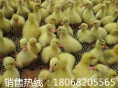 鹅苗孵化批发|江苏沭阳鹅苗孵化场|华阳禽业图1