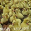 鹅苗孵化批发|江苏沭阳鹅苗孵化场|华阳禽业