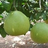 海南省哪里有划算的澄迈无籽蜜柚供应，澄迈无籽蜜柚品种哪家好