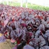 山东羽衣甘蓝、潍坊红叶甜菜，找青州钰鑫提供价格、批发、种植