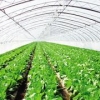《天瑞农膜》蔬菜大棚膜||山东蔬菜大棚膜||蔬菜大棚膜哪家好