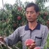 【双十一】映霜红桃树苗价格，特价特价！映霜红种植基地—瓜果