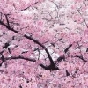 【待到繁花似锦时！】樱花种植基地【樱花批发报价】樱花批发价格