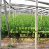 晚熟新品种映霜红种植【大量种植】批发映霜红桃苗
